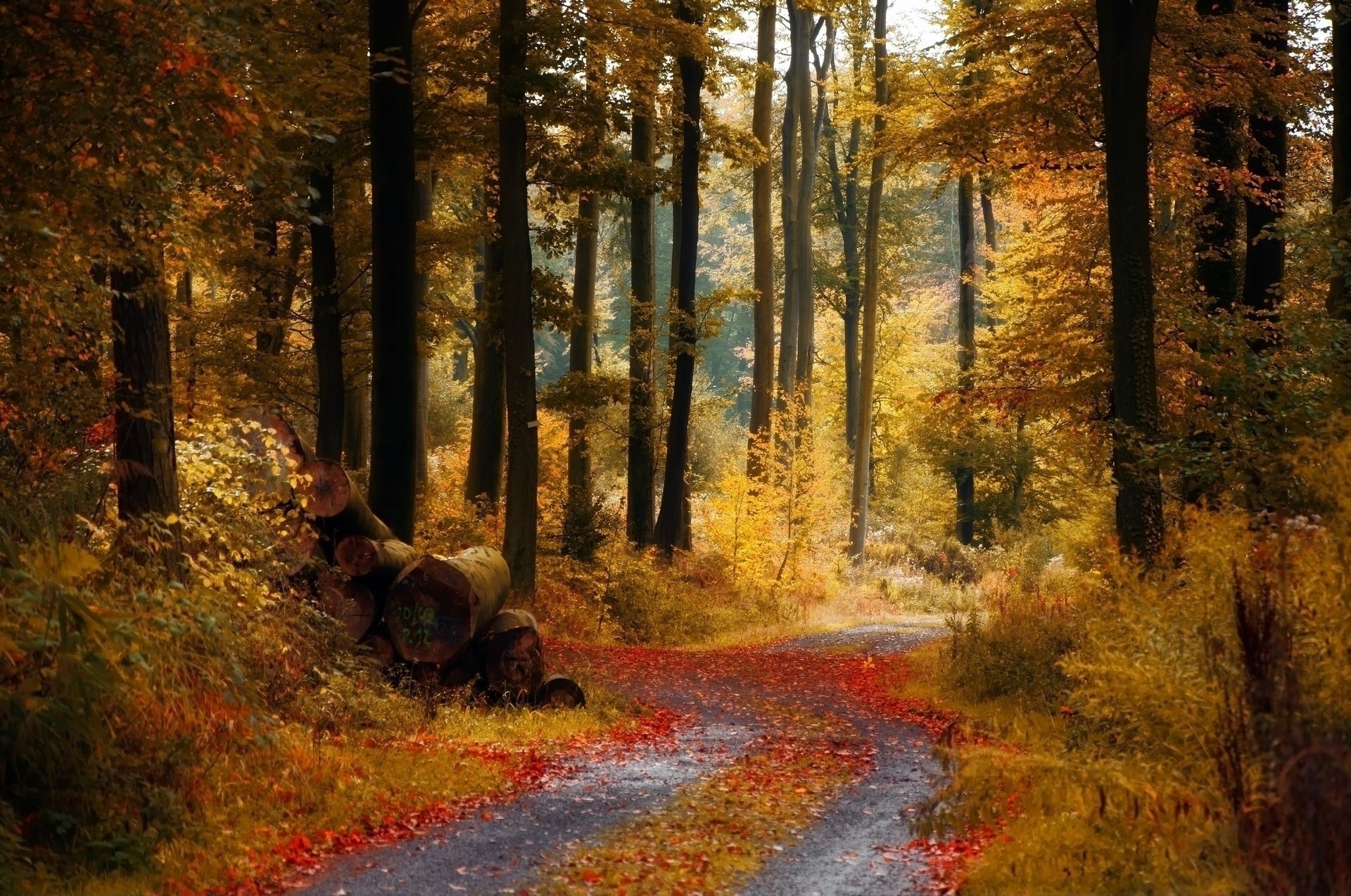 herbst wald straße