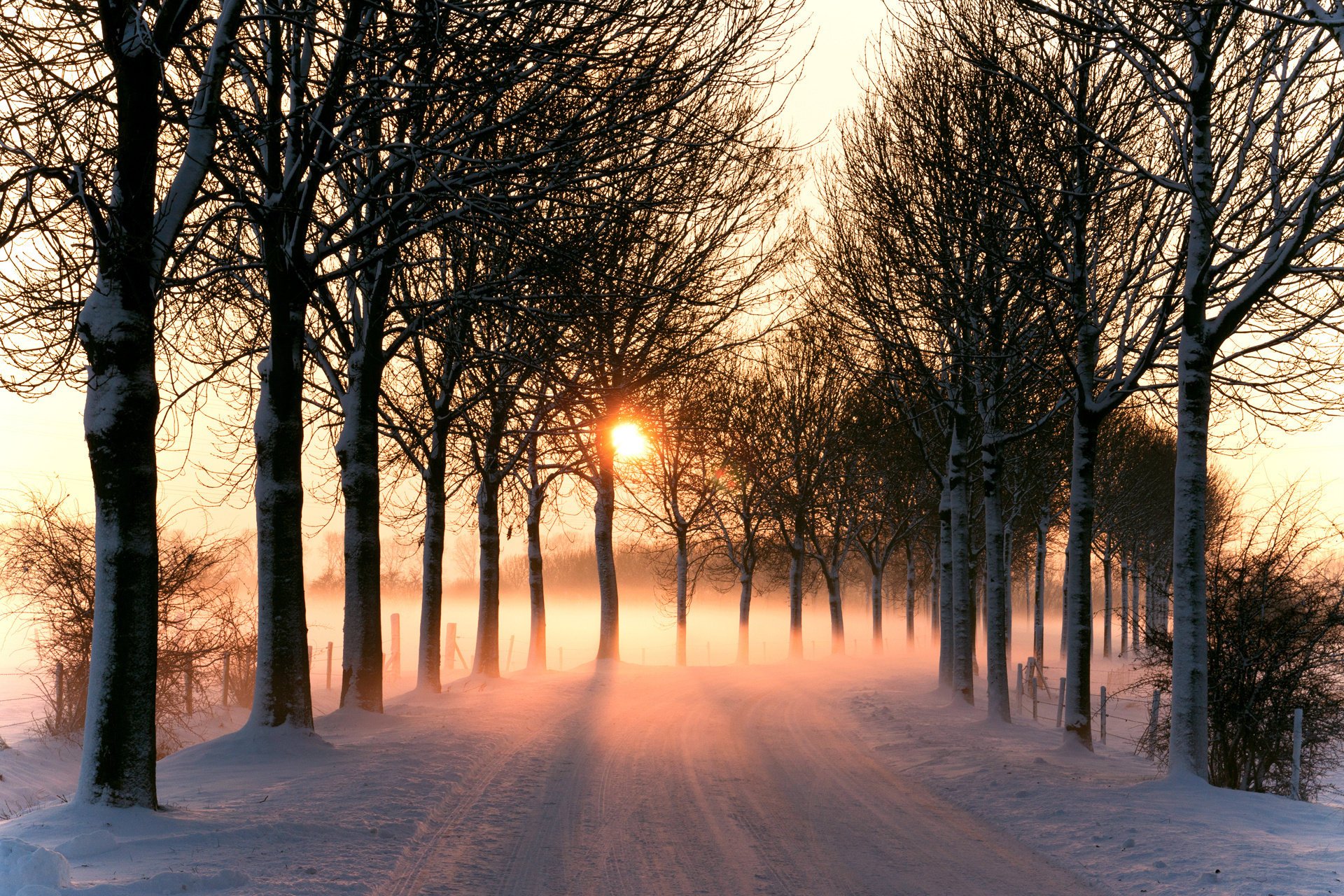 natura inverno sole strada luce alberi