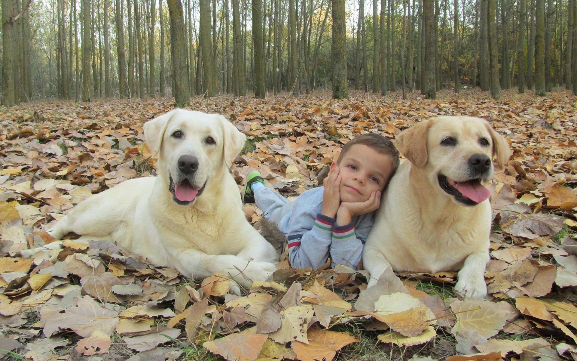 herbst hund junge