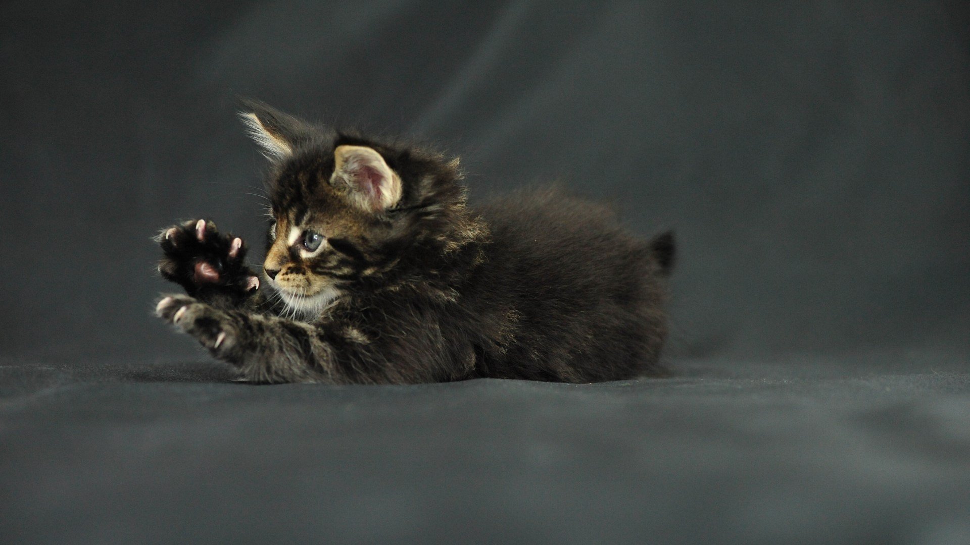 lustige katze pfoten kätzchen krallen katze maine coon maine coon kitten