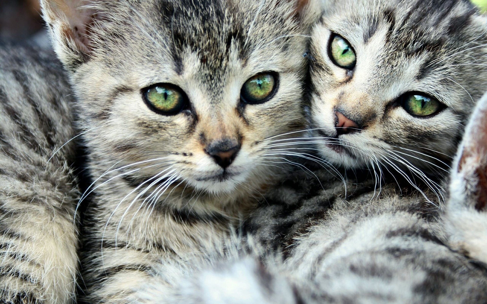 gatos ojos rayas dos bigote