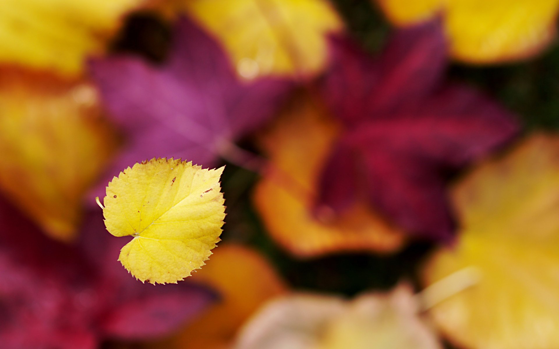 otoño bokeh enfoque hoja cae hoja