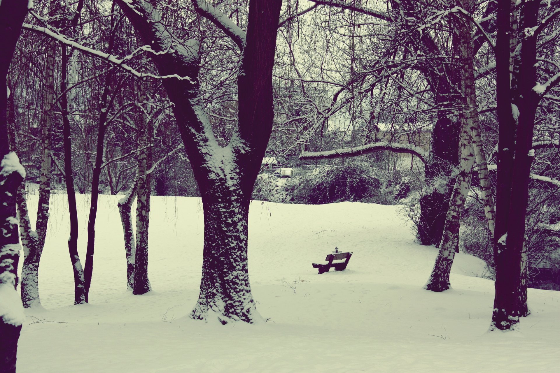 nature neige parc cour hiver