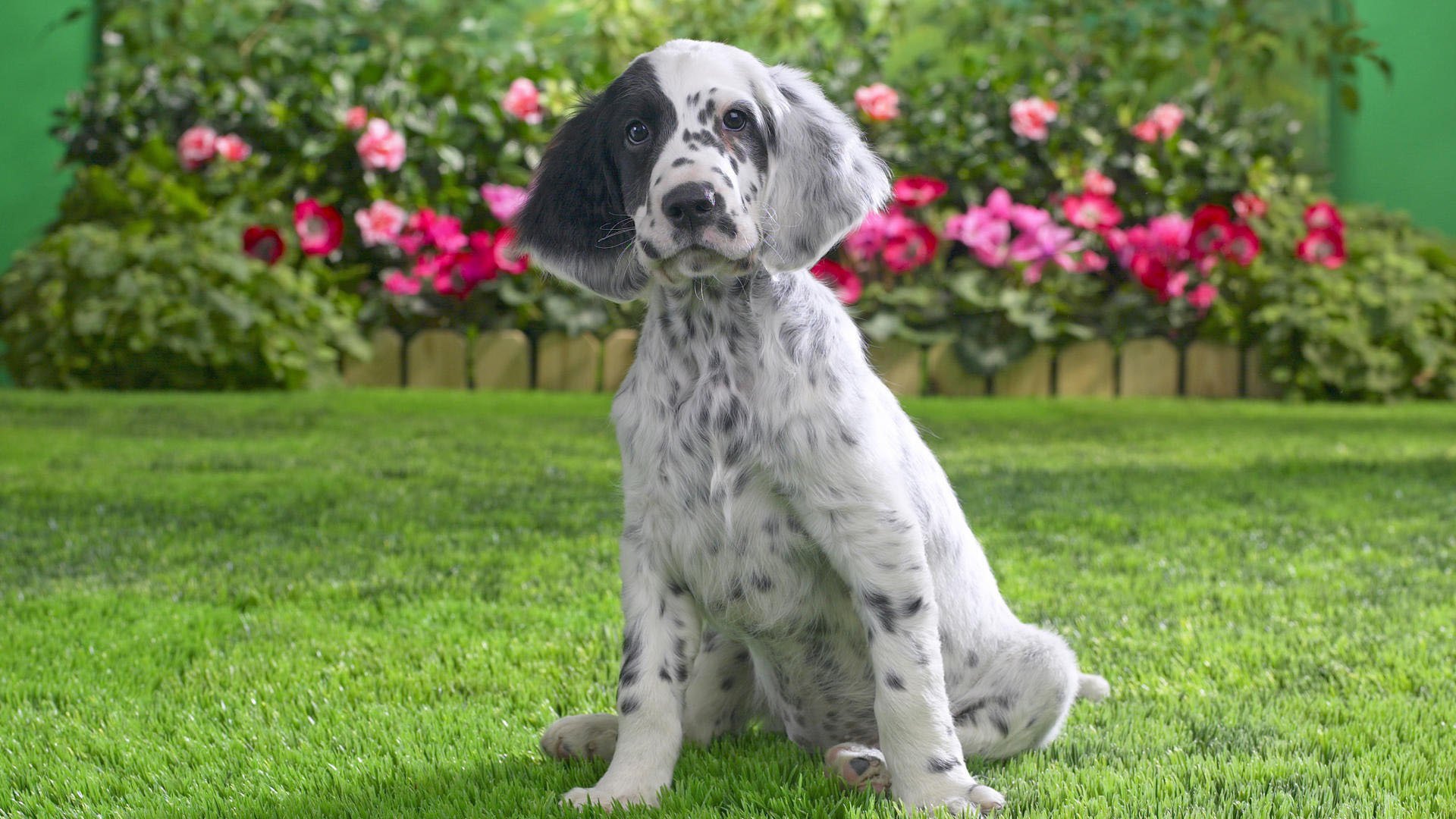 setter inglese cane erba cucciolo