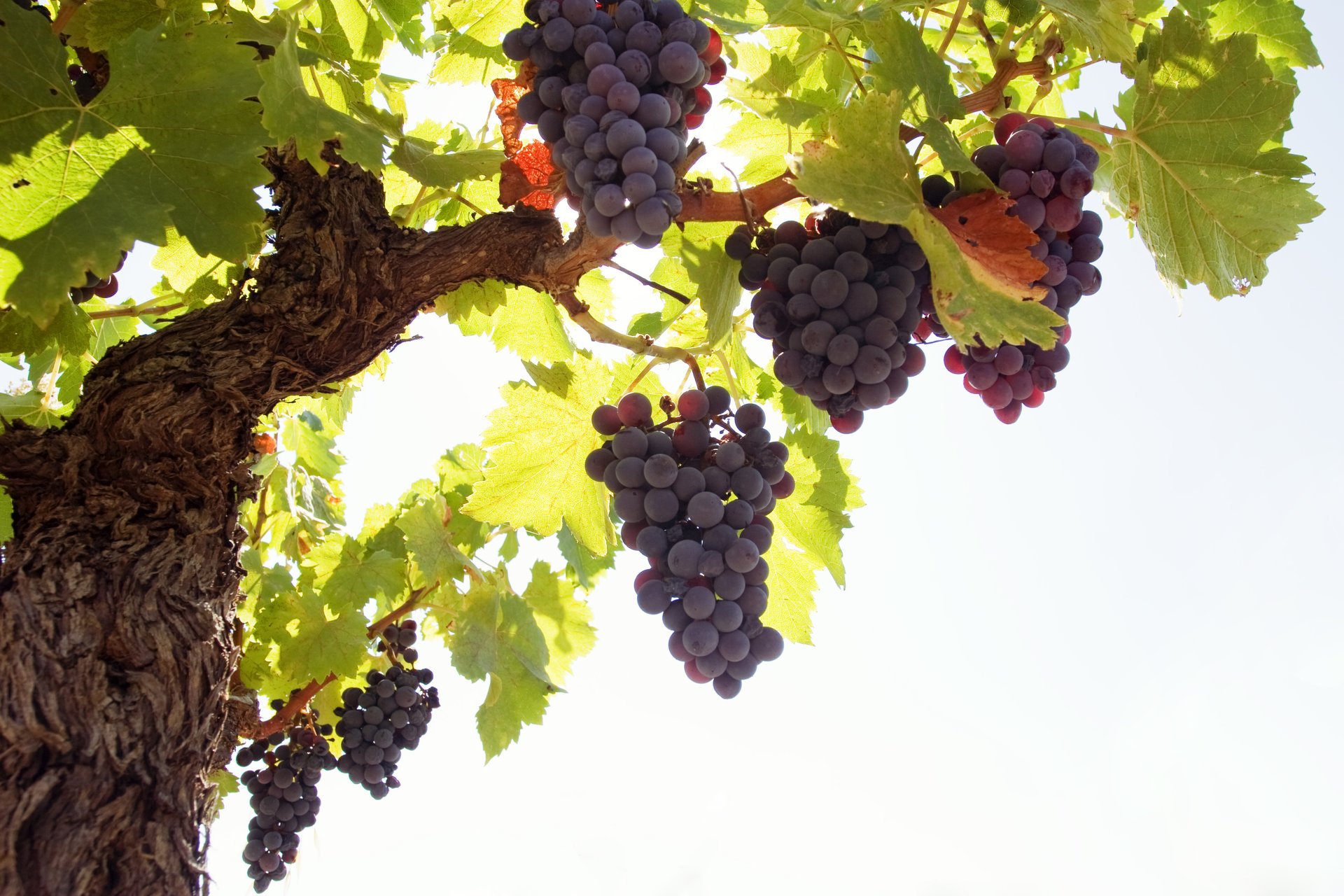 grapes brush vine bunch leave