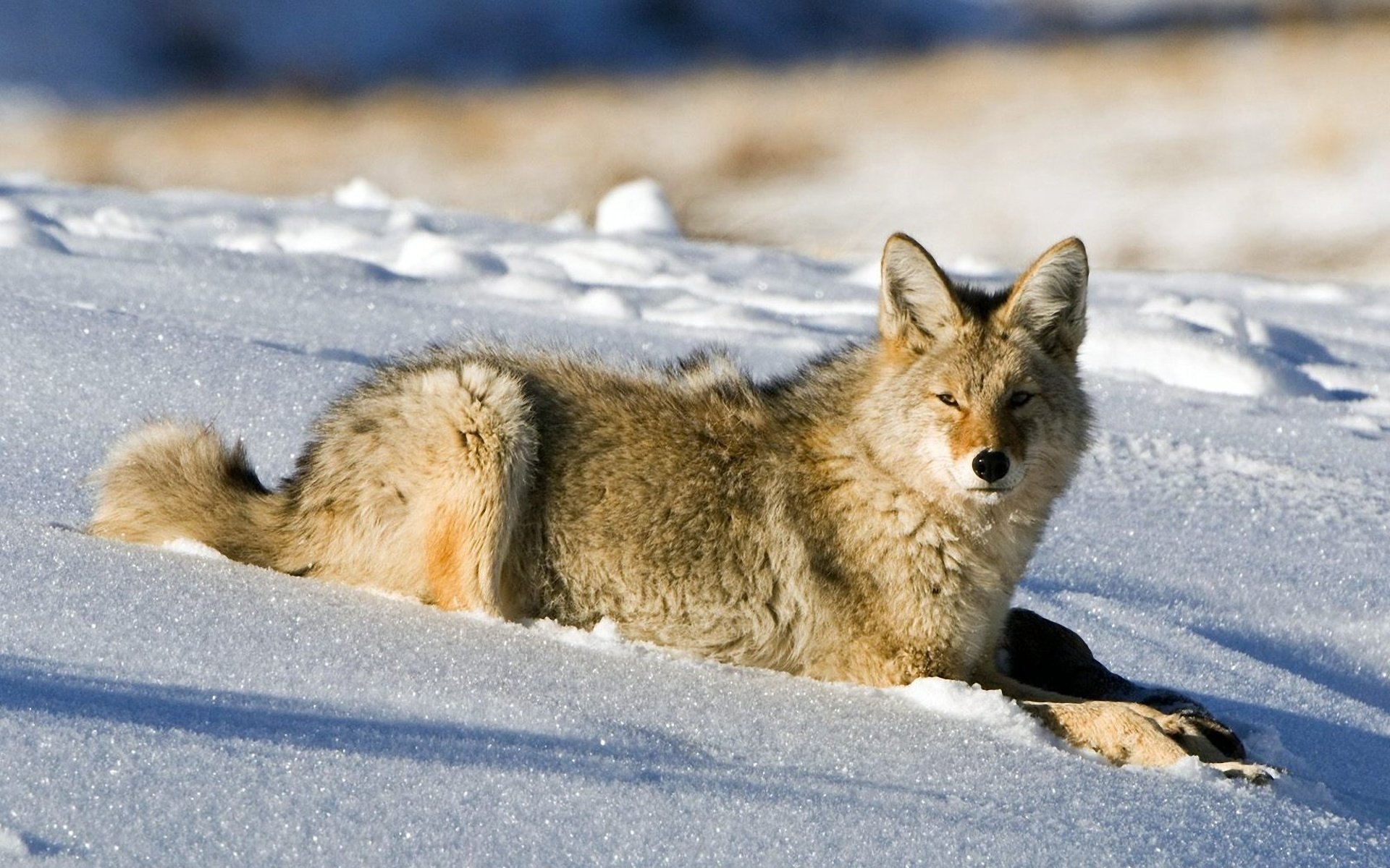 wolf coyote snow lies winter