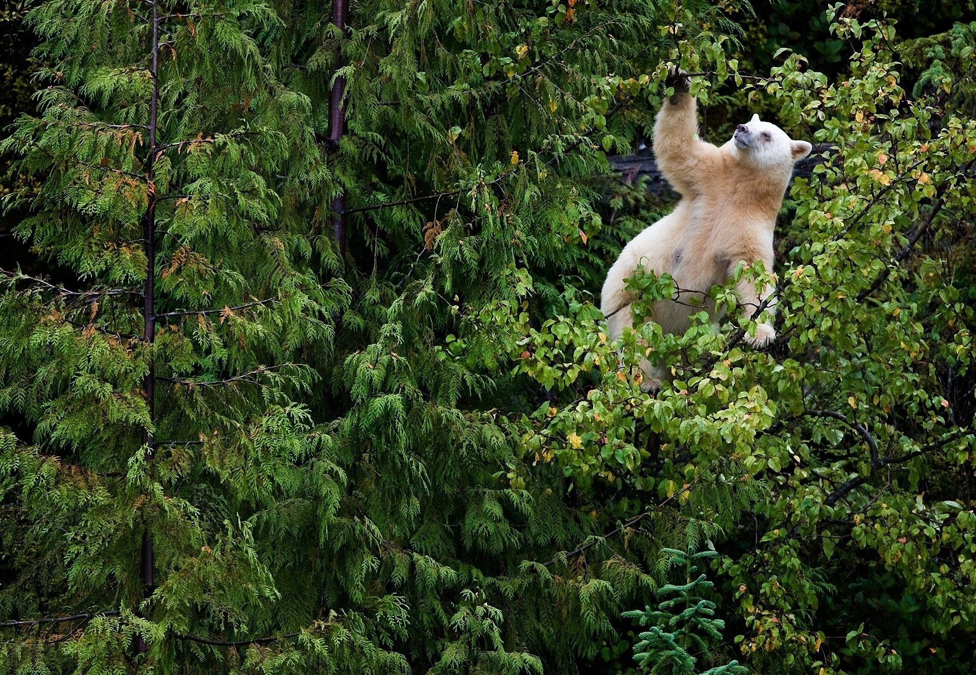 orso bianco foresta rami foglie abete rosso boschetto alberi