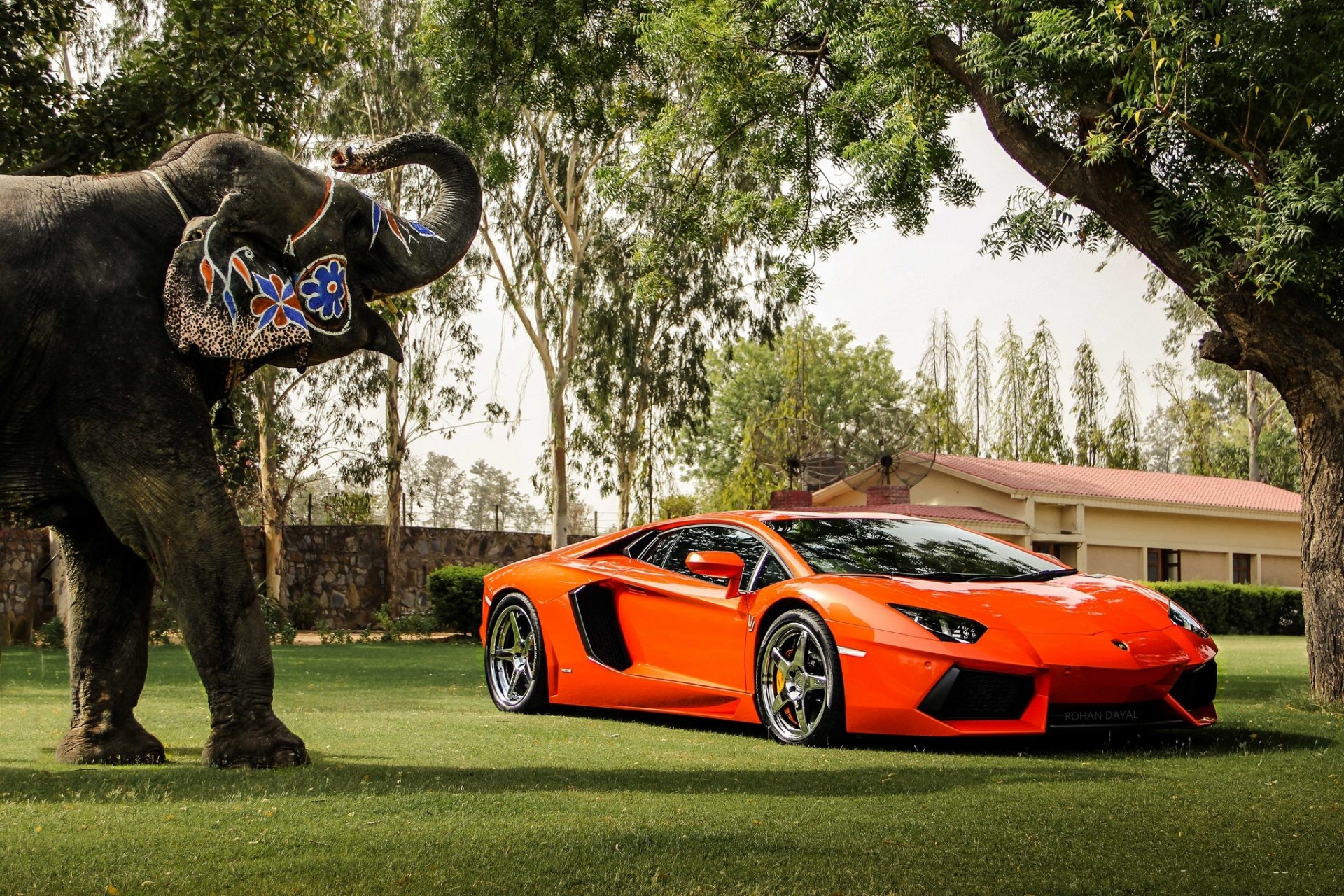 lamborghini aventador lp700-4 orange lamborghini aventador vorderansicht reflexion elefant bäume zaun gebäude