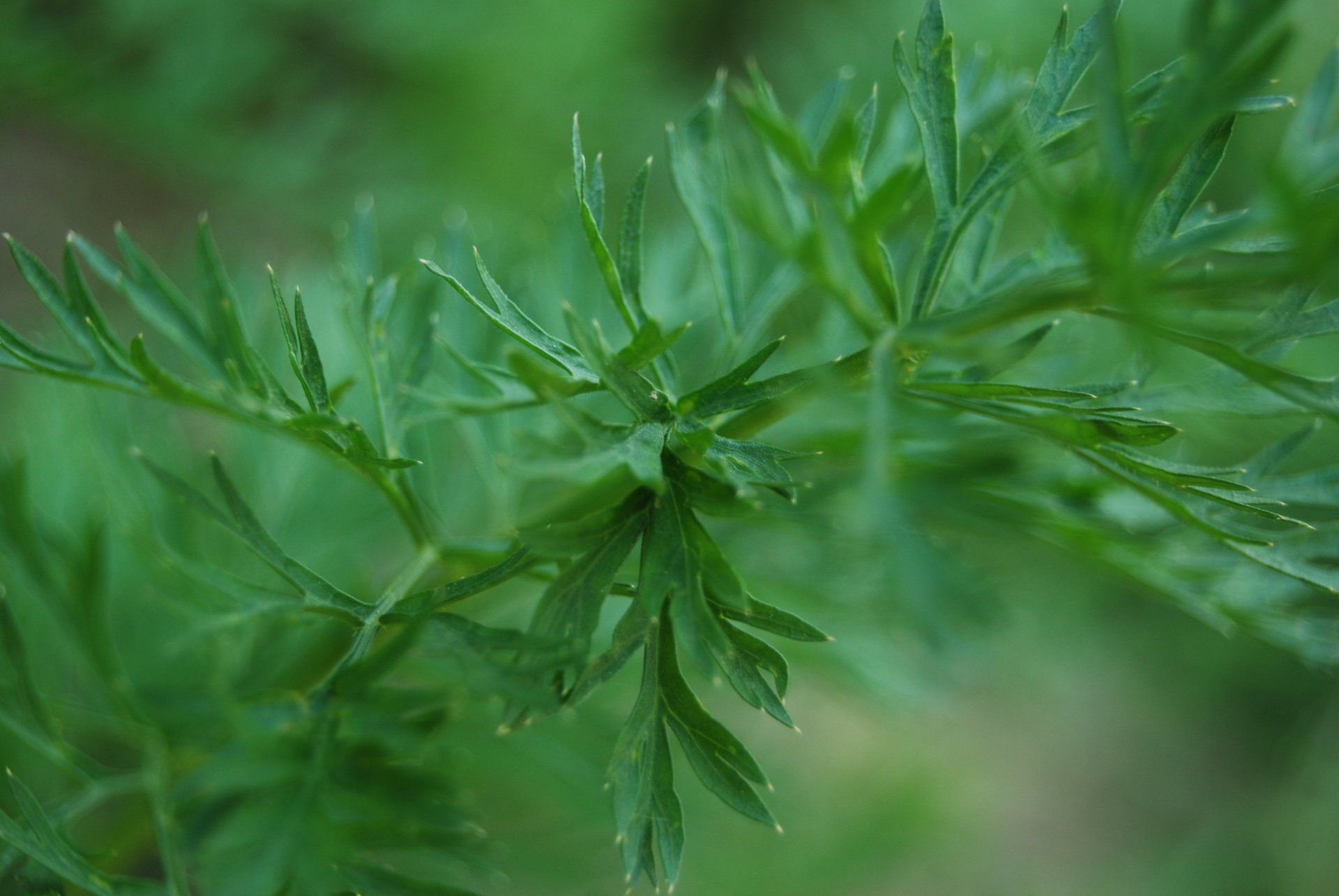 naturaleza hojas verdes hierba