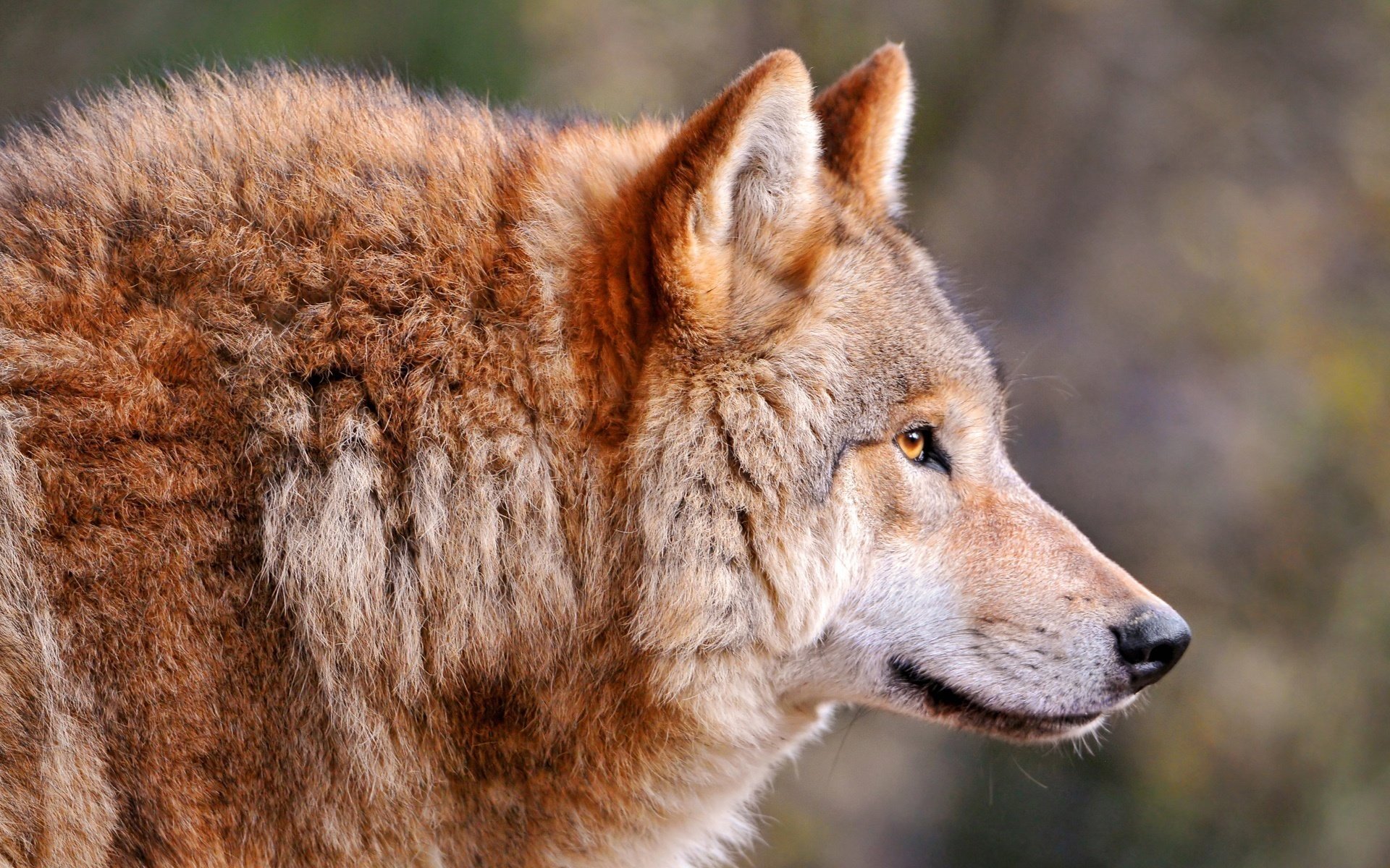 canis lupus wolf волк