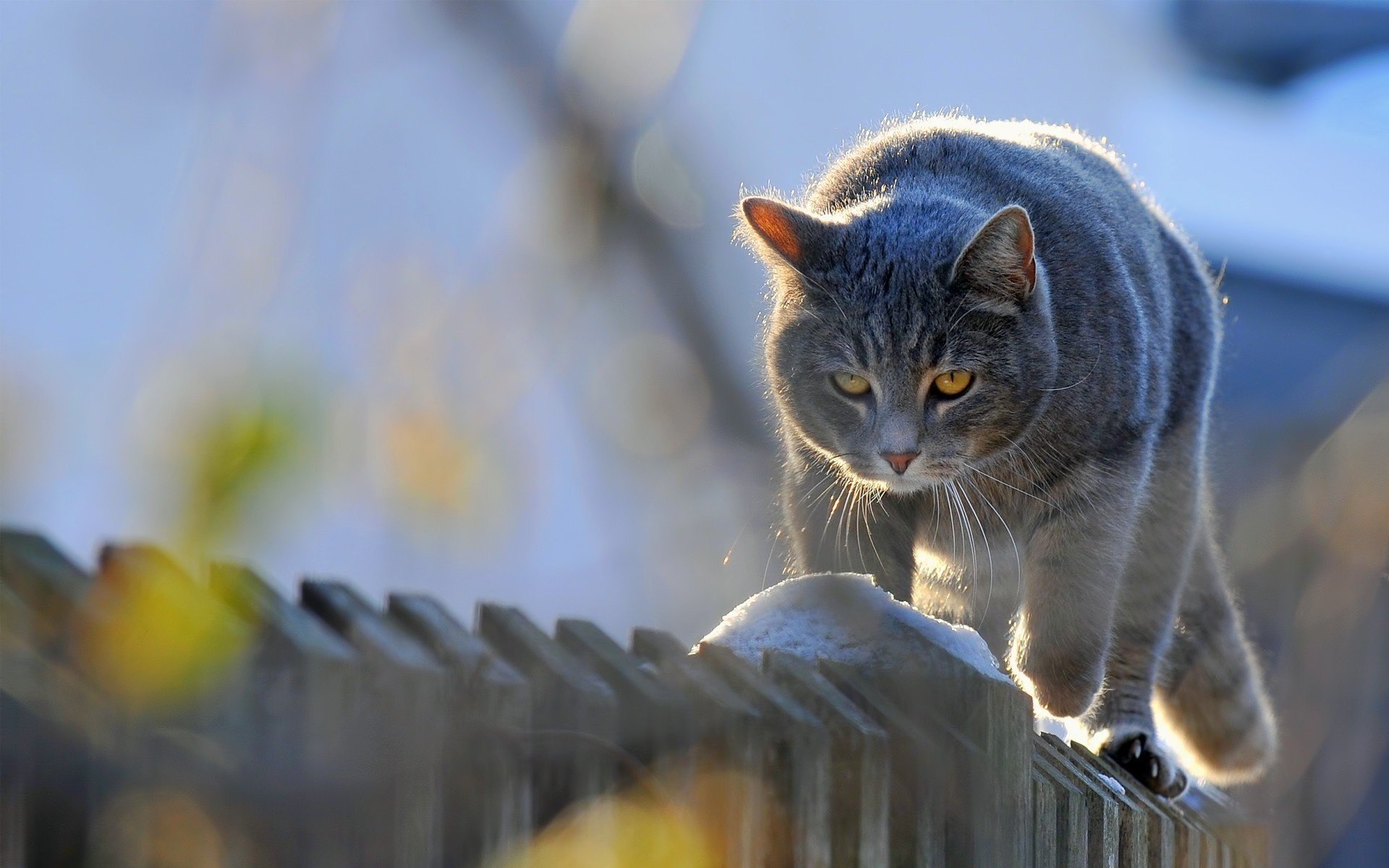 katze kommt katze tiere zaun