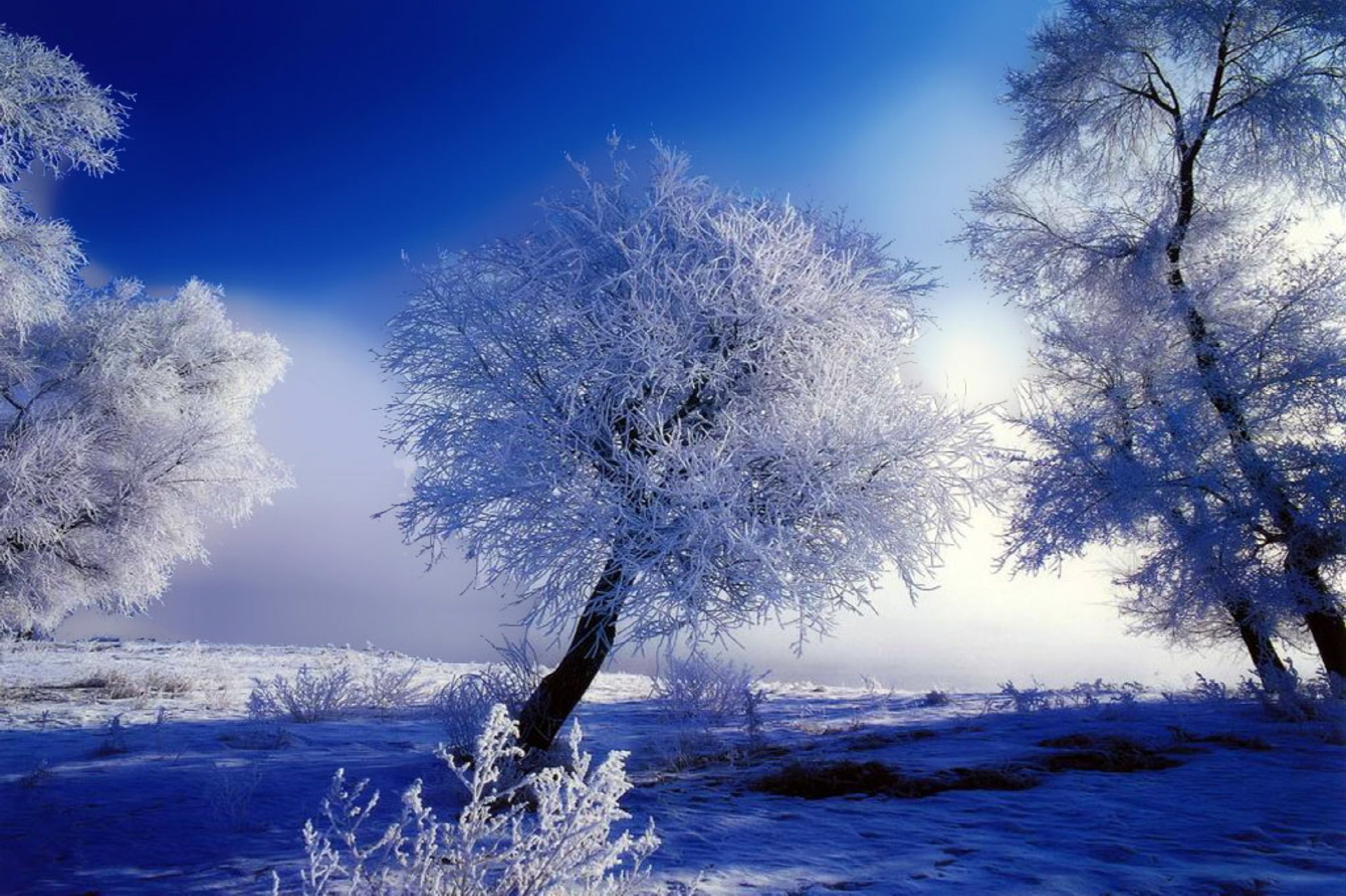 hiver arbres givre neige bleu blanc