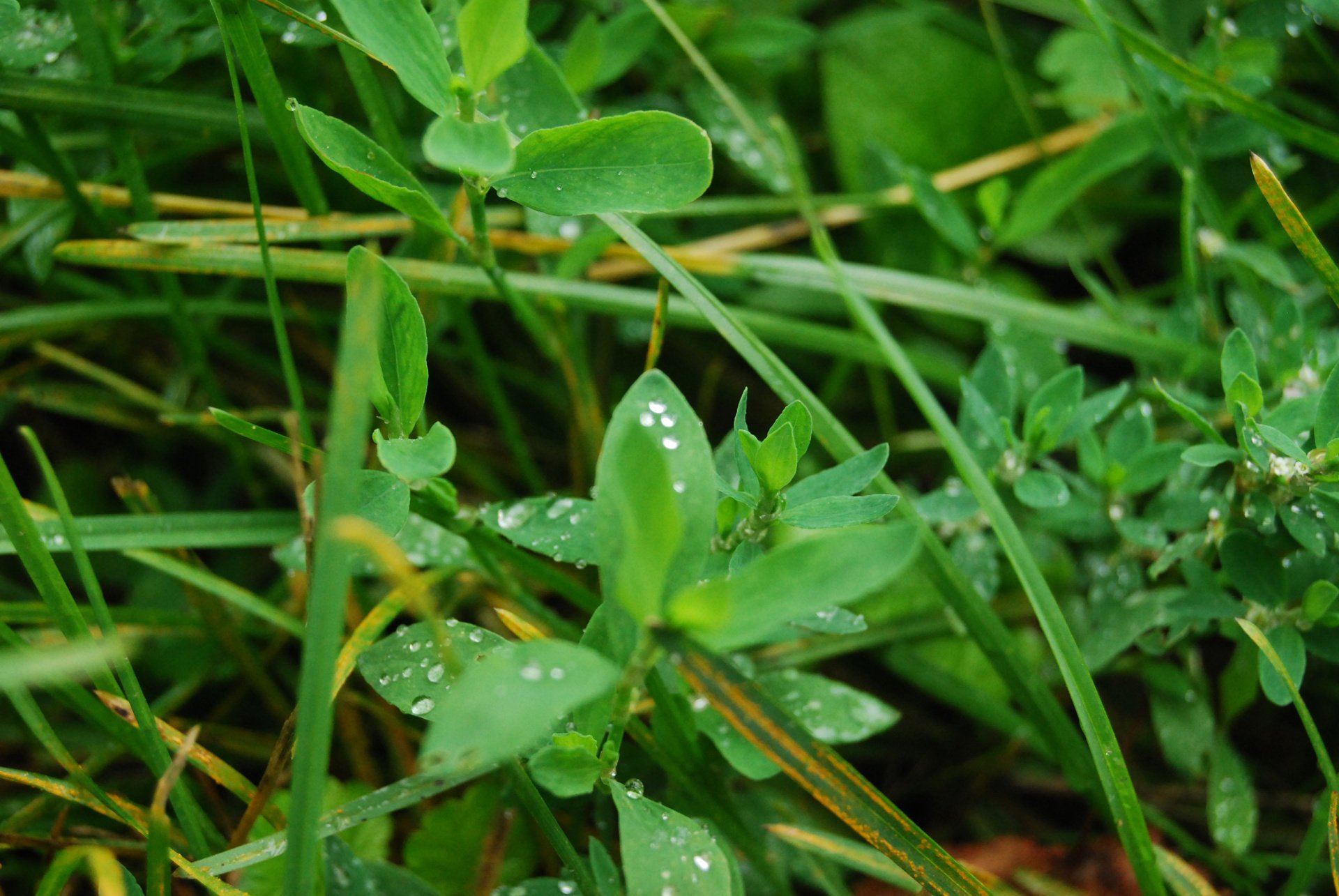 erba verde natura macro rugiada mattina