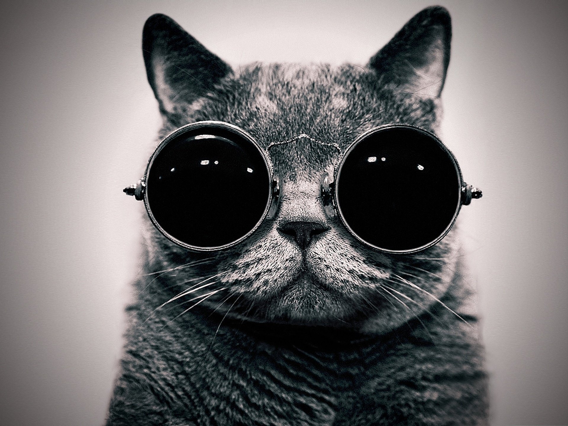 gato retrato gafas