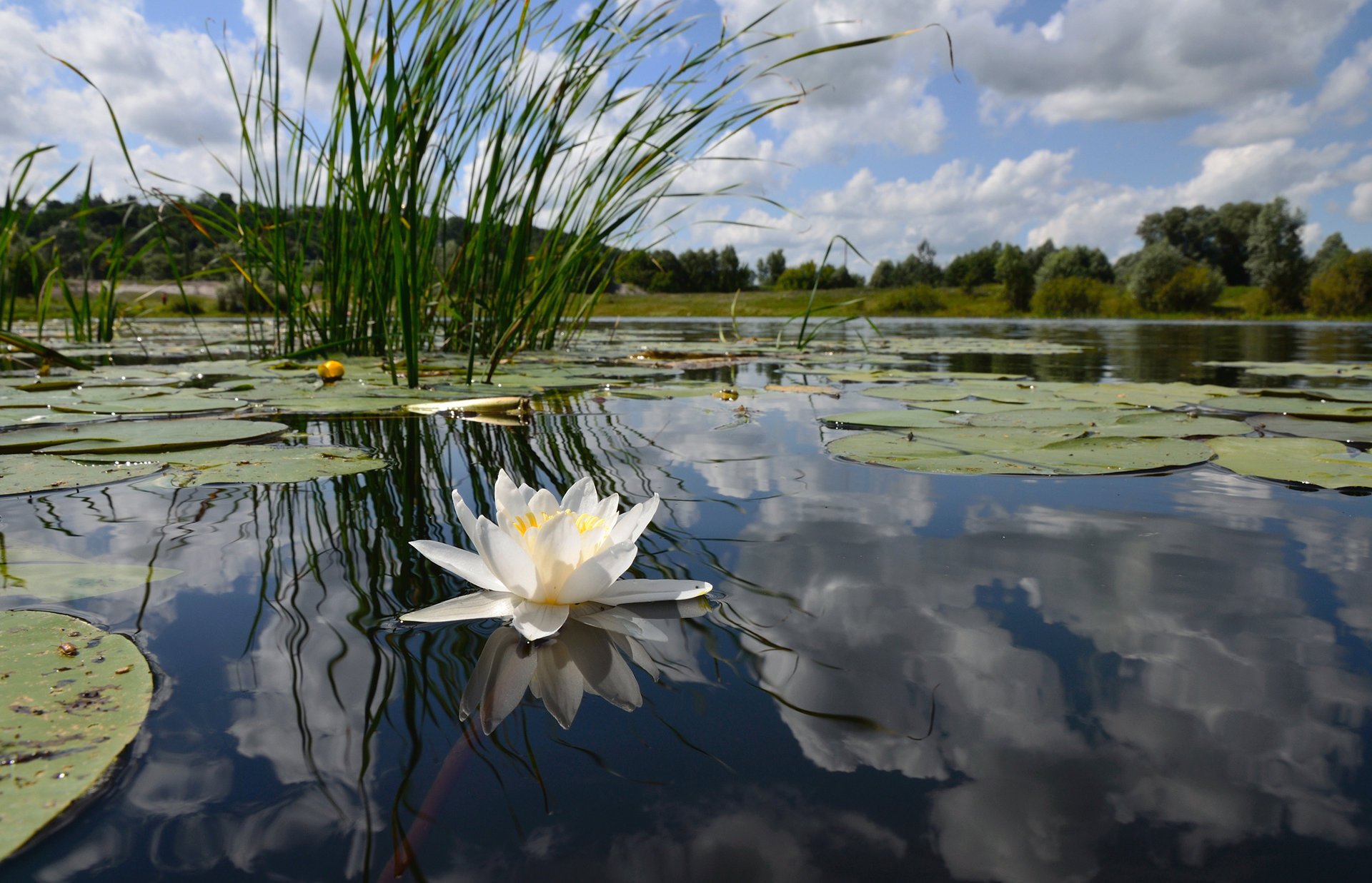 lago riflessione stagno giglio bianco superficie