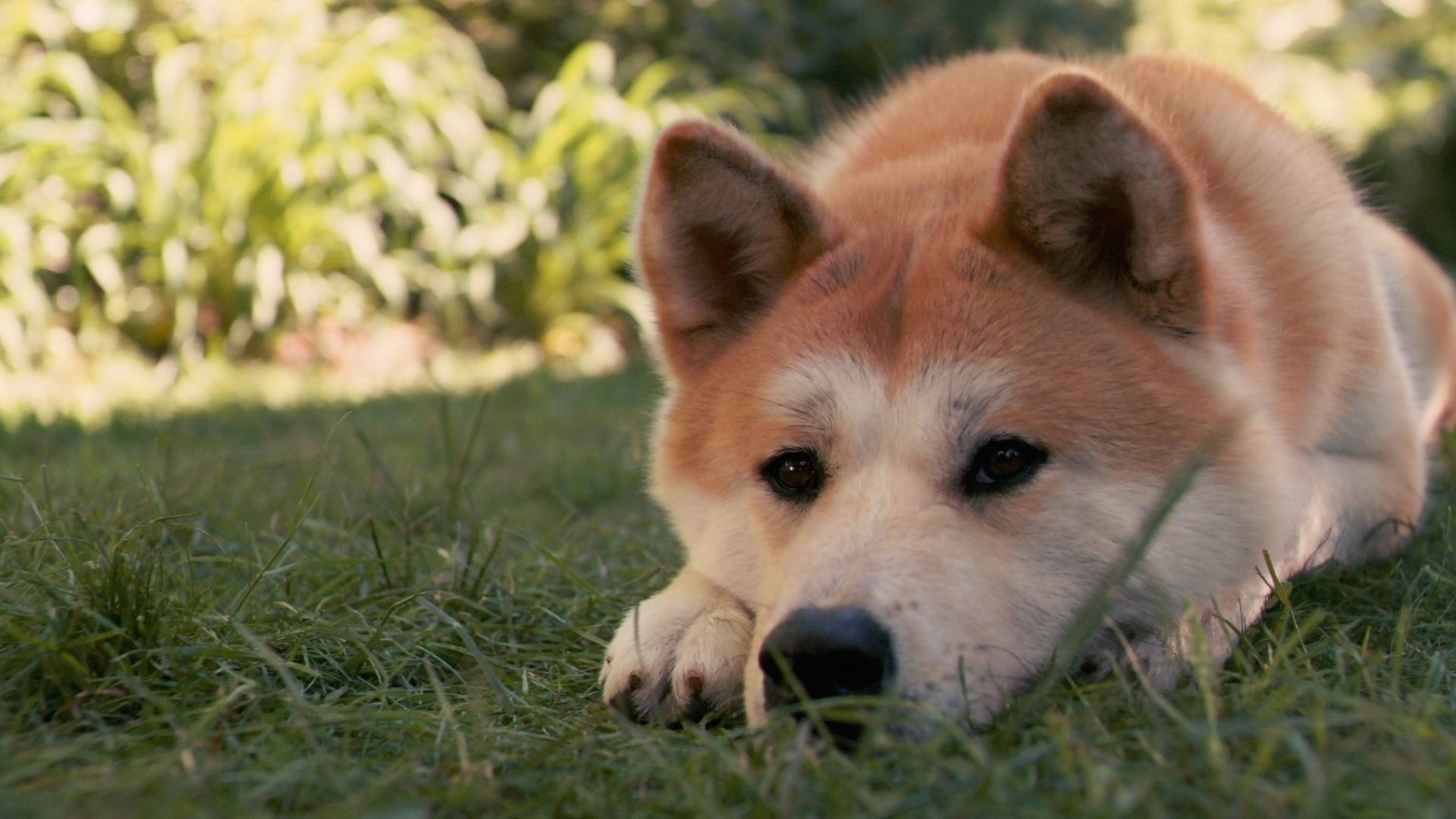 hachiko trawa pies