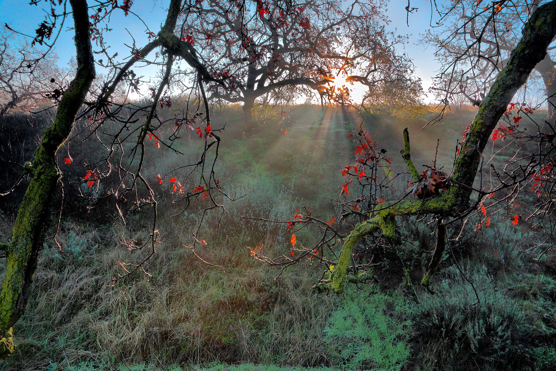 nature soleil branches automne