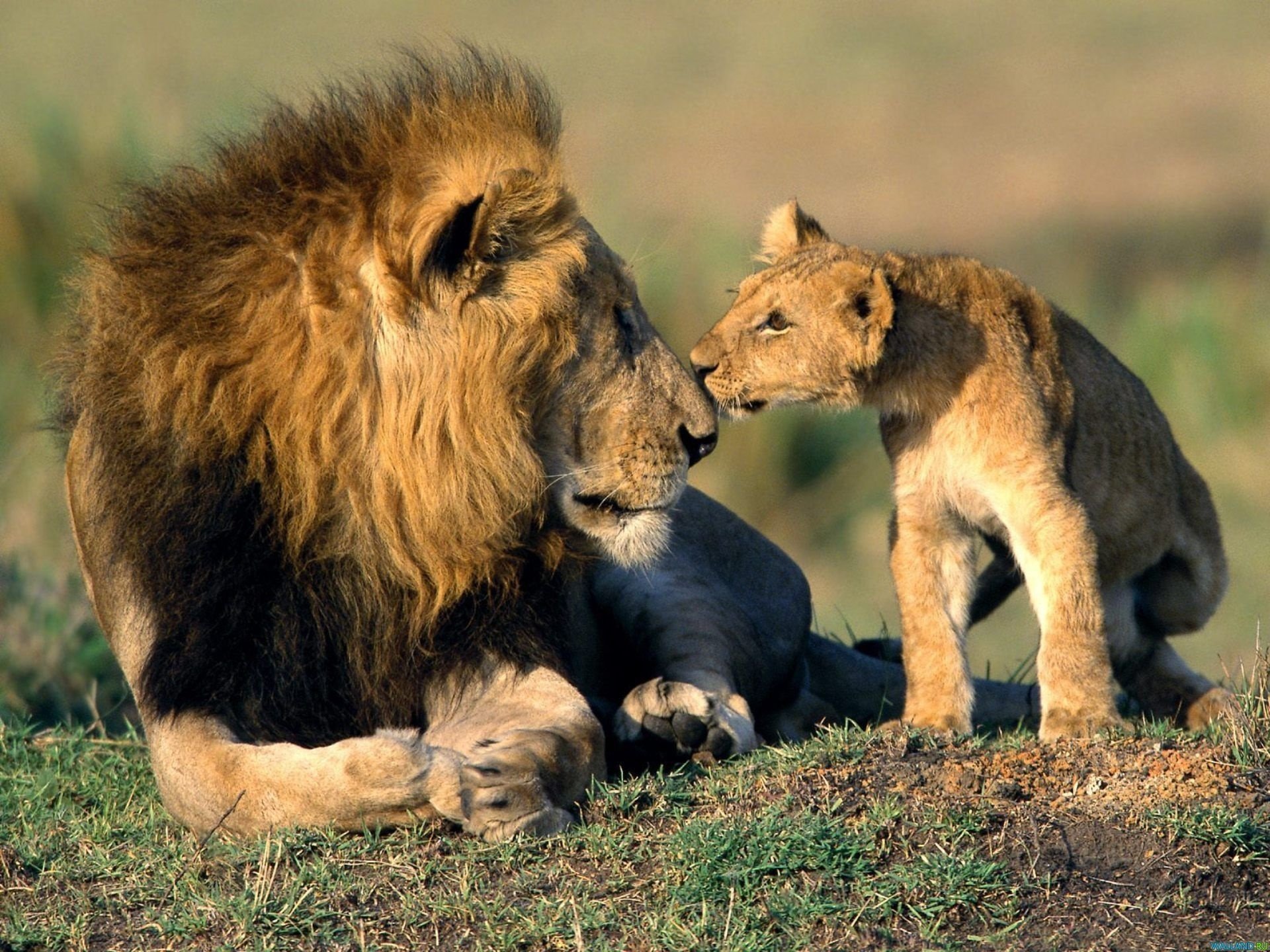 lion chats animaux papier peint fils père nez papa lionceau