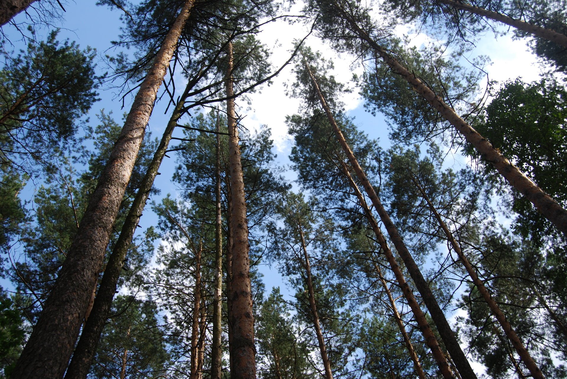 drzewa las niebo sosna natura