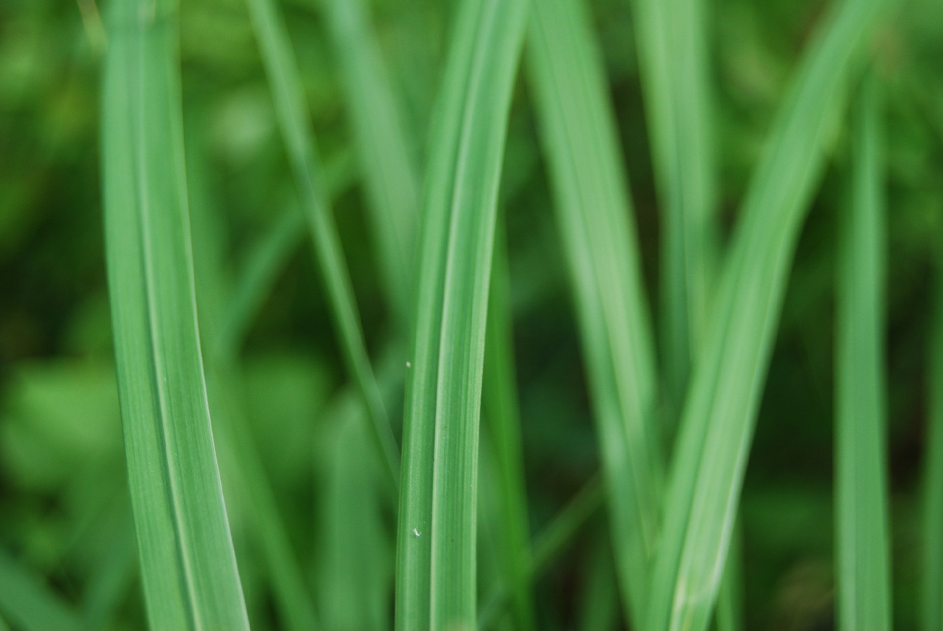 grass greens nature macro