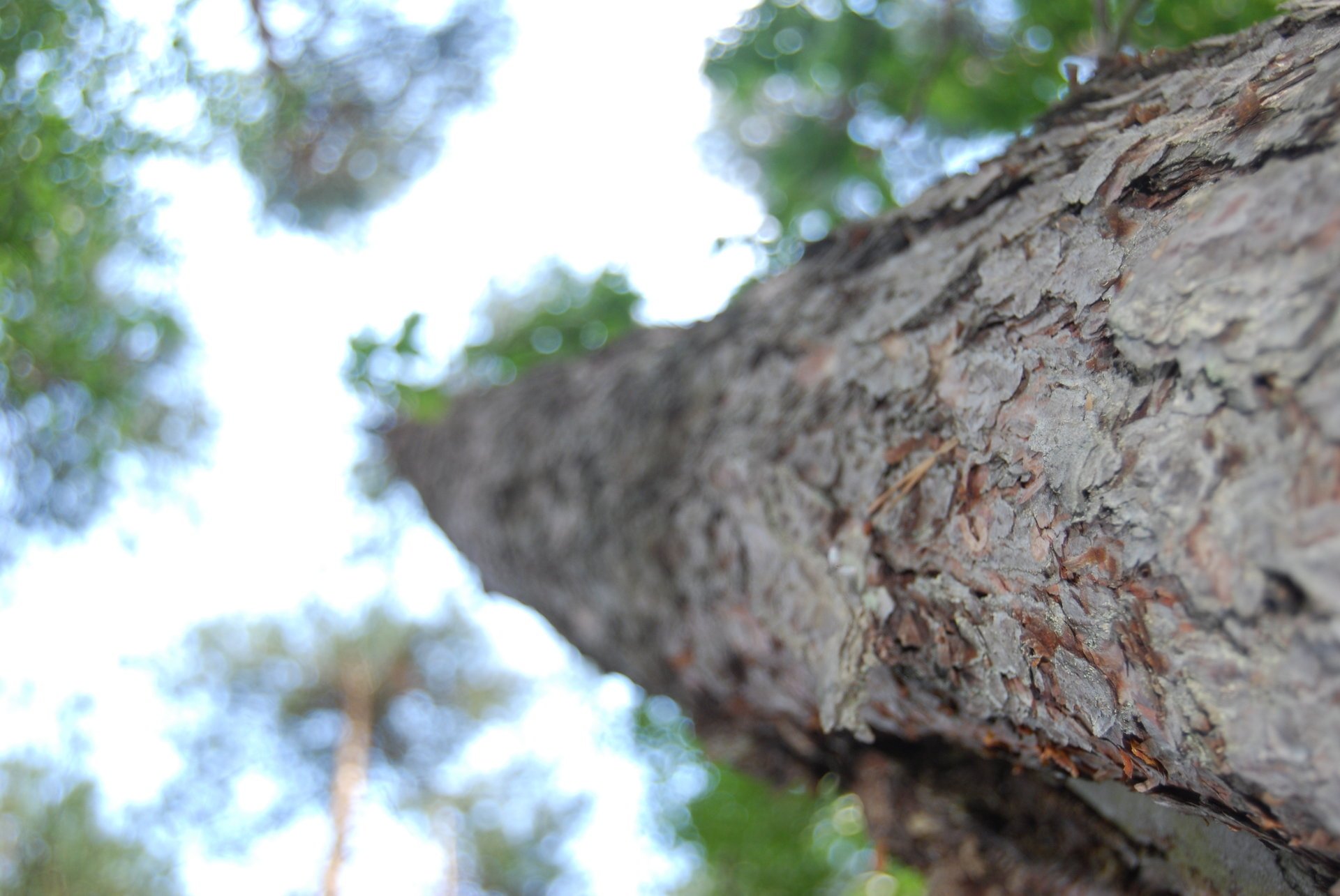 bosque árboles cielo naturaleza