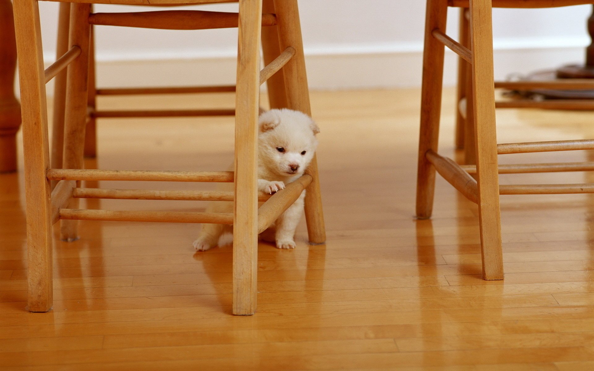 ituations chairs animals dog chair doggie