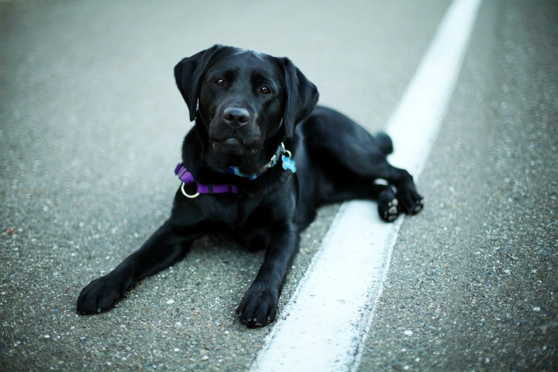 hund augen schwarz schnauze hund labrador retriever