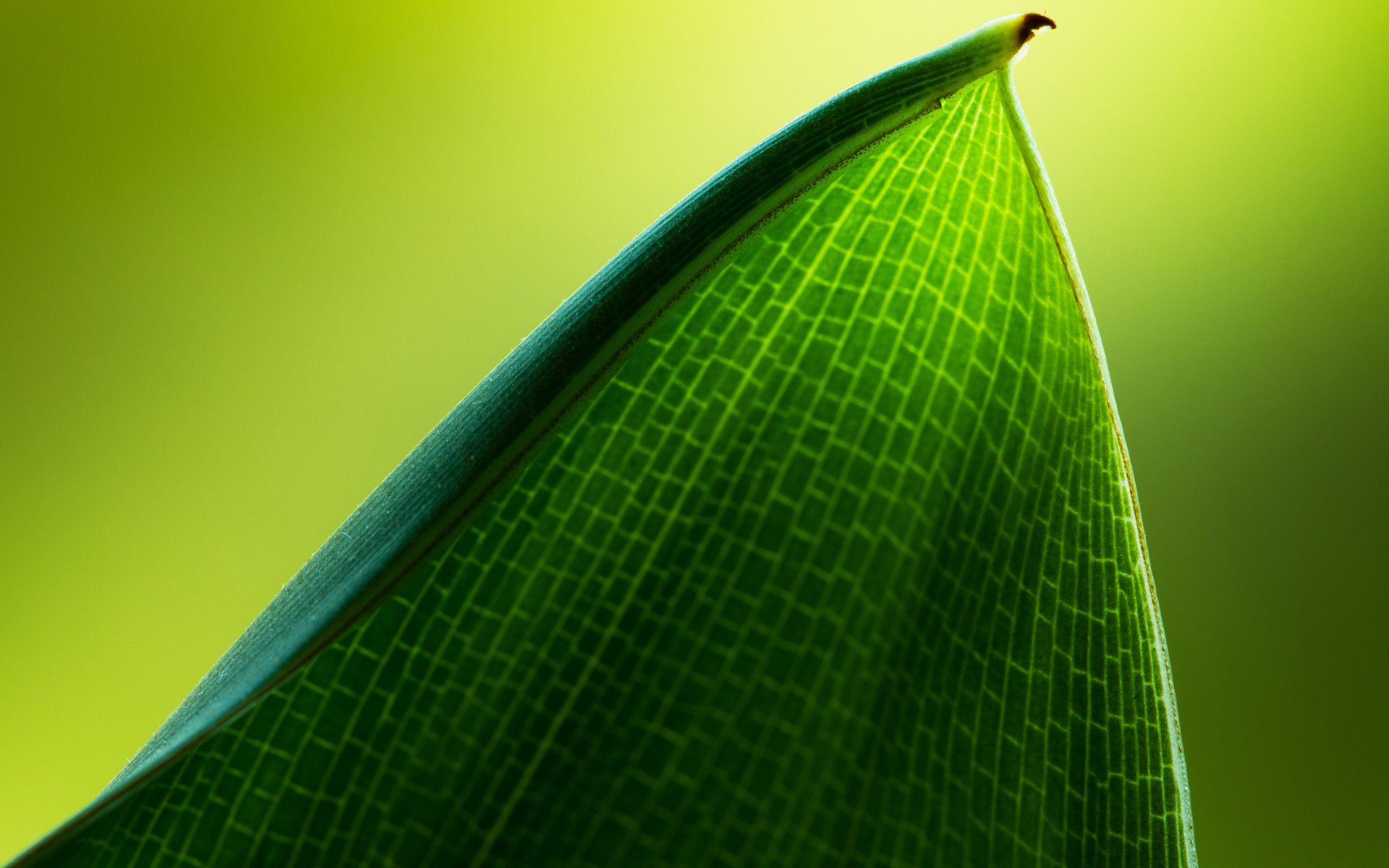 feuille belle gros plan