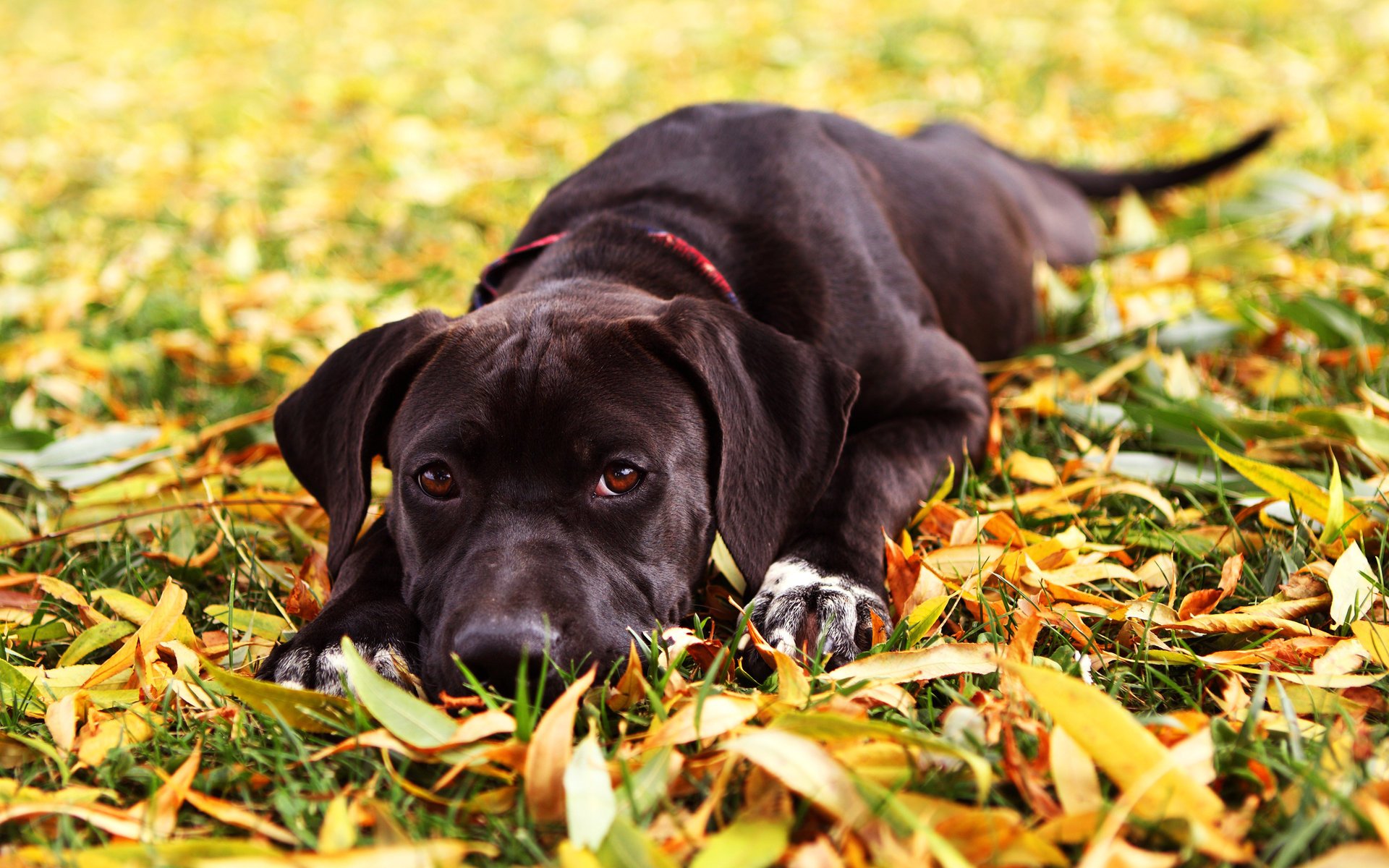 hund herbst gras blätter maya blick