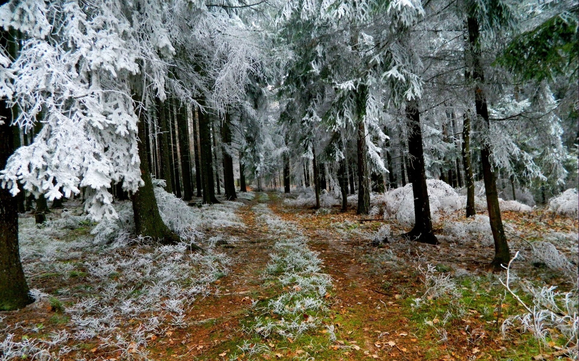 winter bäume wald wanderweg frost