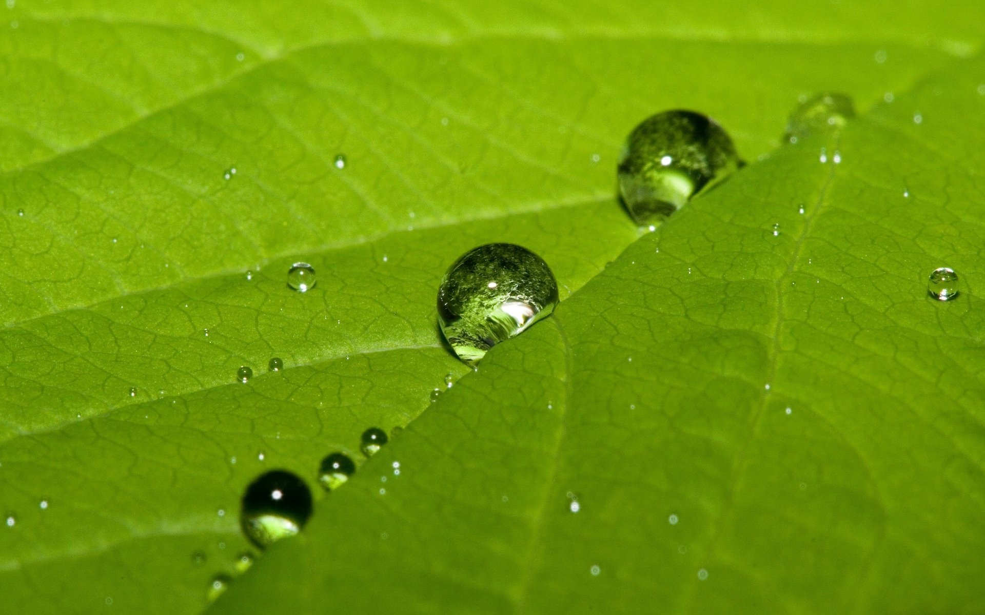 feuille macro vert gouttes