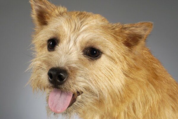 Portrait d un chien d une belle rouquine