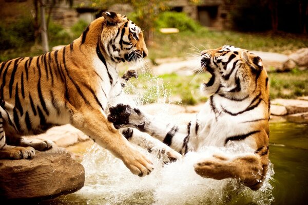 Tigers in nature play in the water