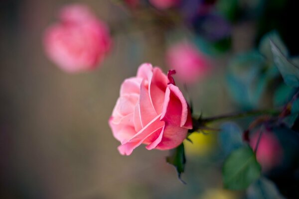 Rosebud on a blurry background