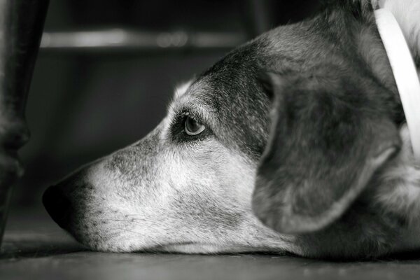 Sguardo triste del cane nella foto