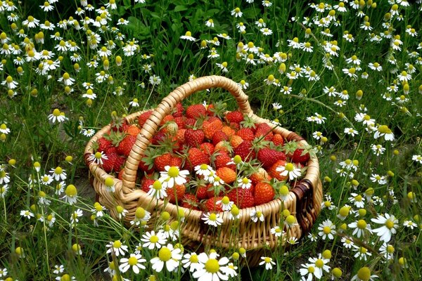 Ein Korb mit Erdbeeren im Feld. Kamillenfeld