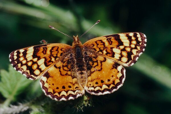 A large butterfly on a green background