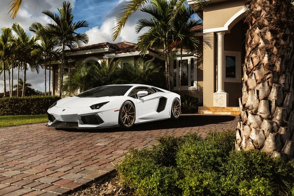 White Lamborghini car on a background of palm trees