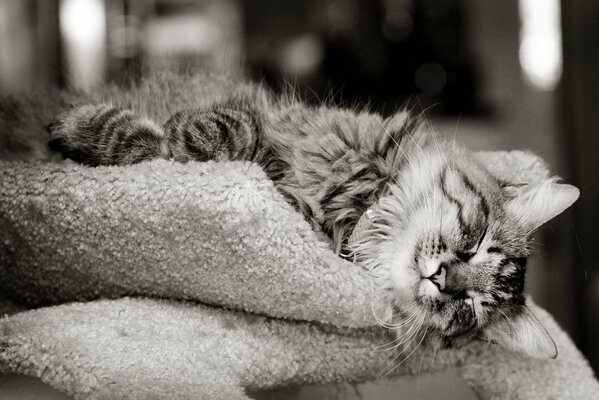 Photo noir et blanc d un chat endormi