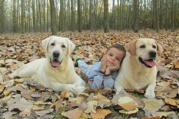 A boy with dogs in autumn