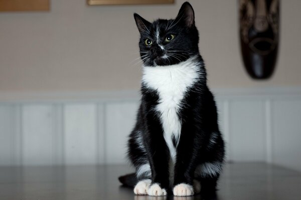 Black and white cat sitting posing