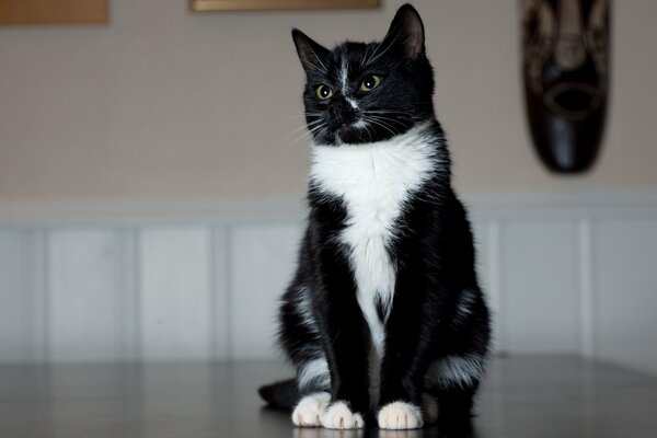 Gatto bianco e nero seduto in posa