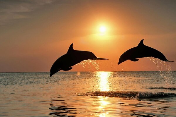 A flock of dolphins at sunset