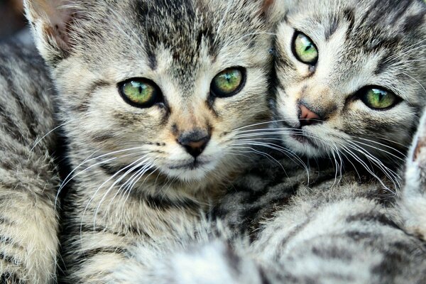 Zwei gestreifte grünäugige Katzen