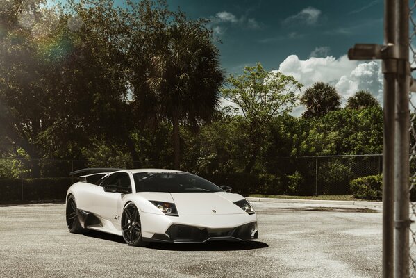 Lamborghini murcielago blanco. Lamborghini contra los árboles