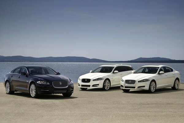 Two blue and one white jaguar on the seashore