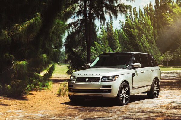 SUV range rover dans la forêt tropicale