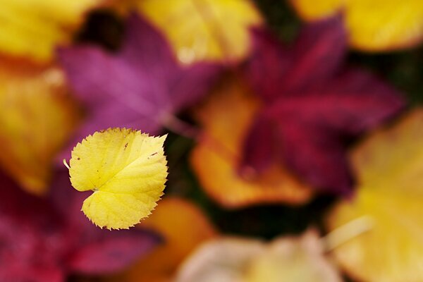 Falling yellow leaf in focus