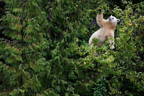 Oso polar en el bosque en un árbol