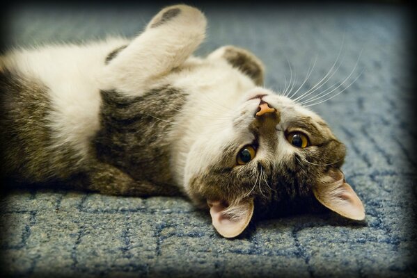 El gato se acuesta de espaldas y Mira a la lente